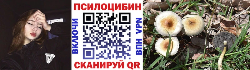 blacksprut рабочий сайт  Салехард  Галлюциногенные грибы Cubensis 
